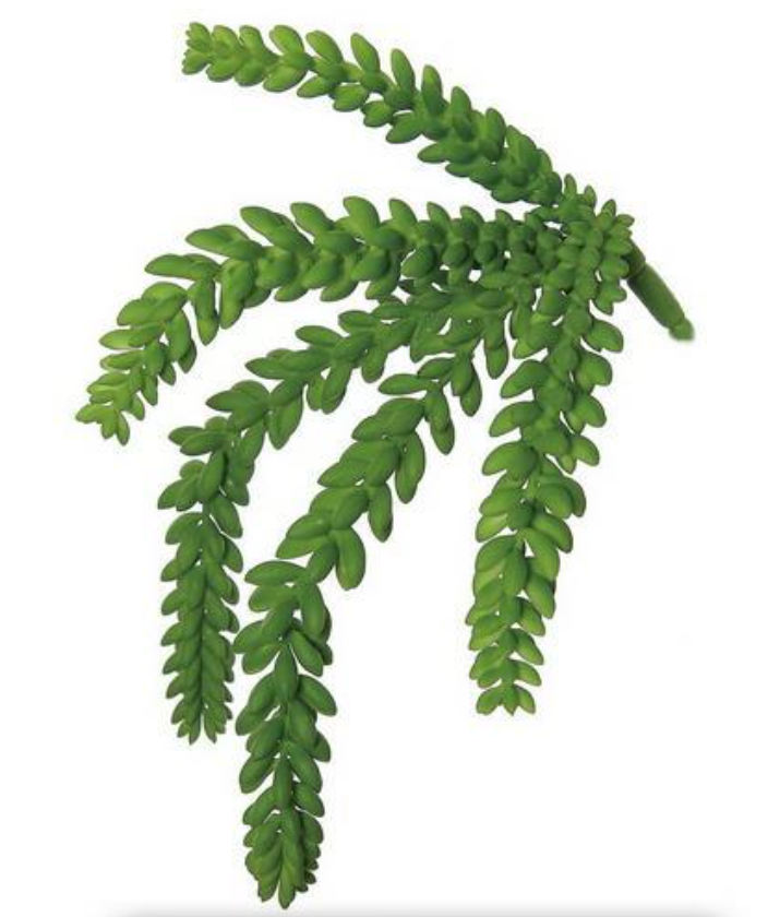 7" Donkey Tail Succulent - Green
