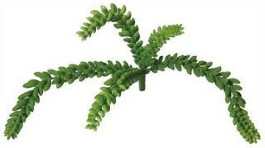 7" Donkey Tail Succulent - Green