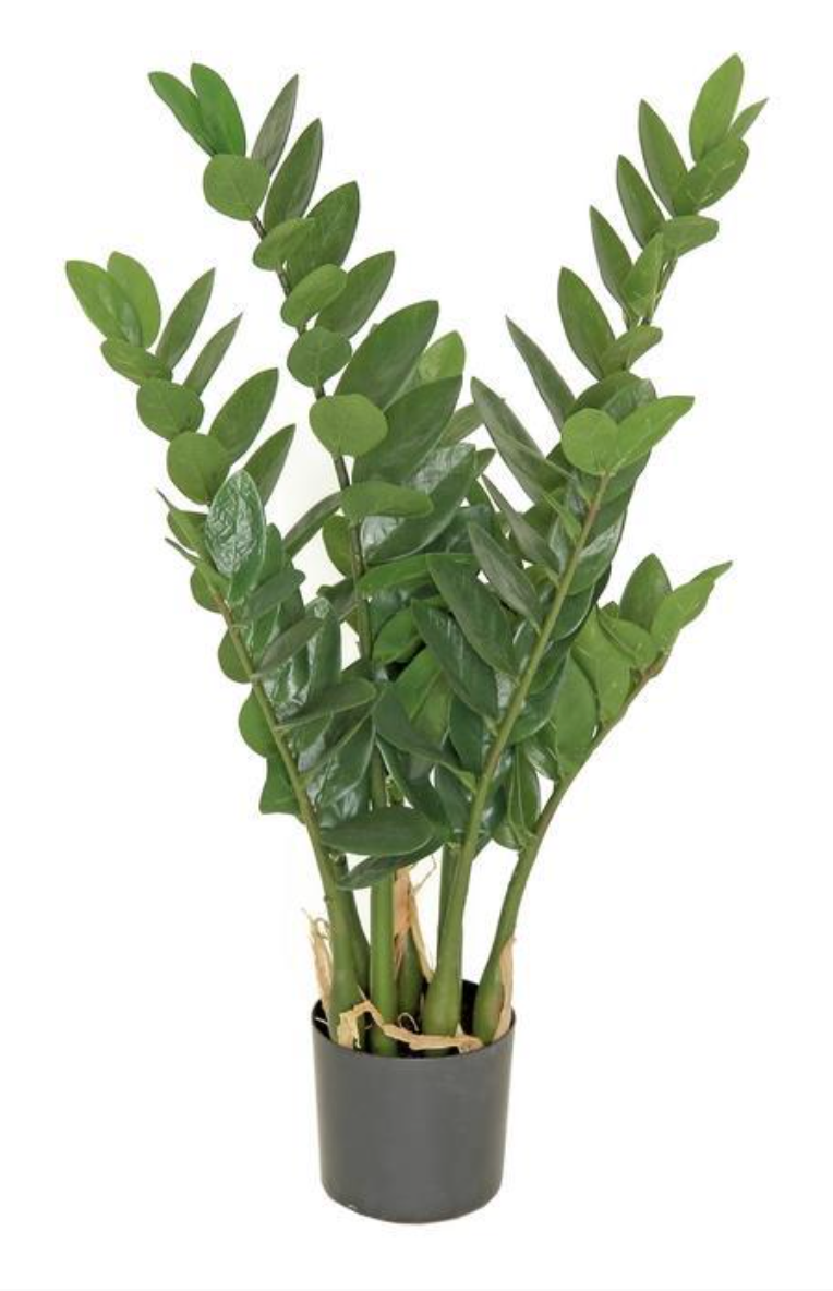 27" Zamioculcas Plant In Pot