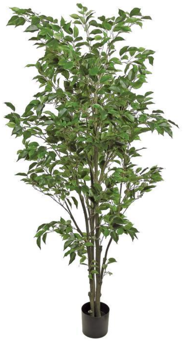 6' Ficus Tree In Pot