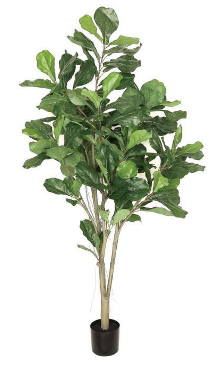 6' Fiddle Leaf Fig Tree In Pot