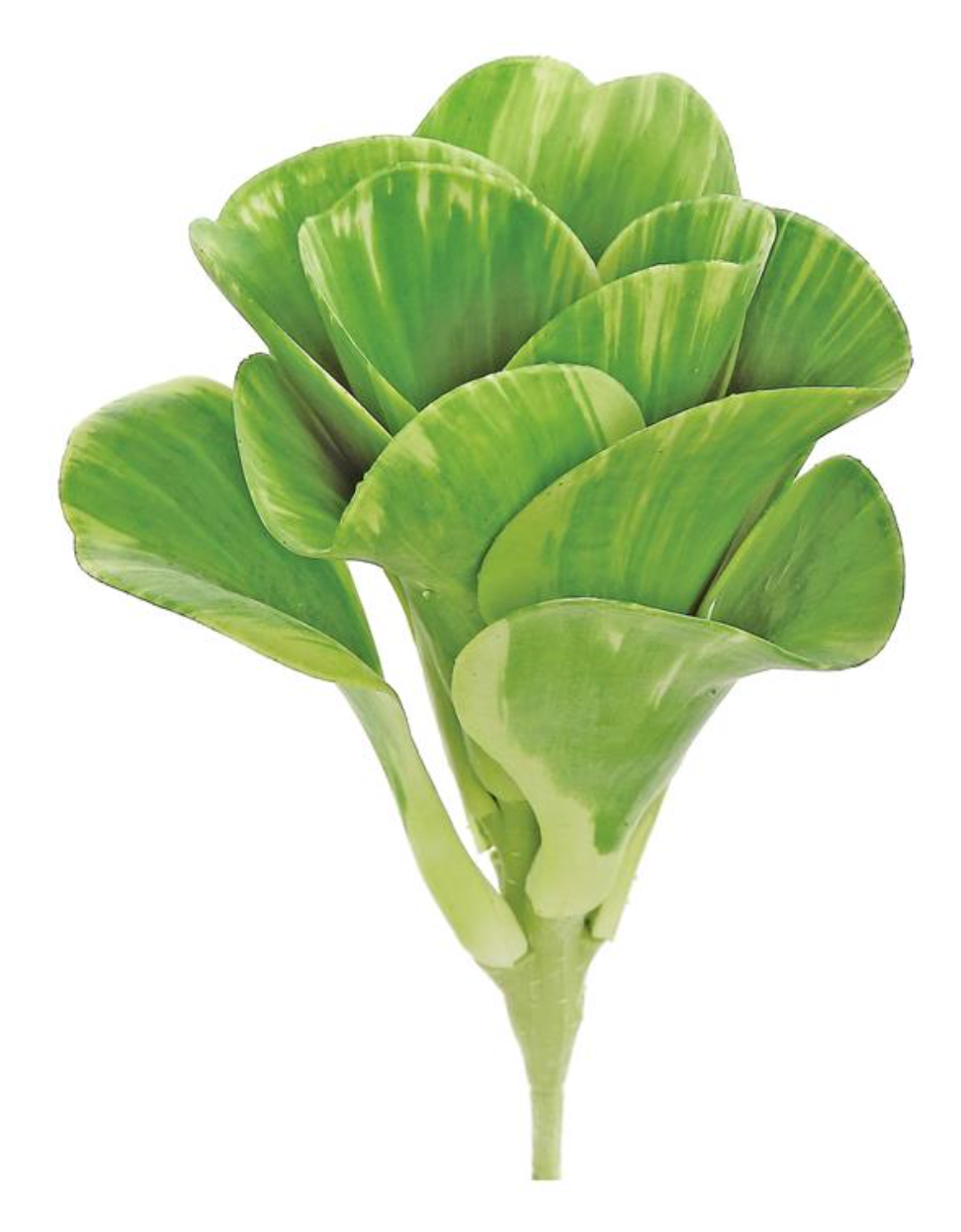 8.75" Water Succulent Plant
