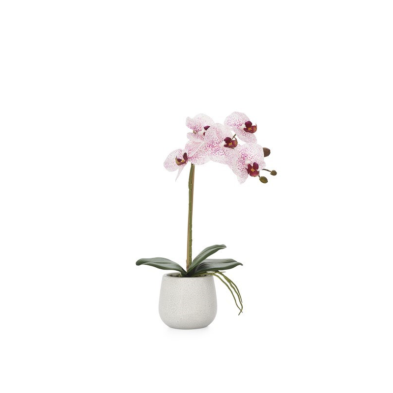 Phalaenopsis Single Orchid - Pink