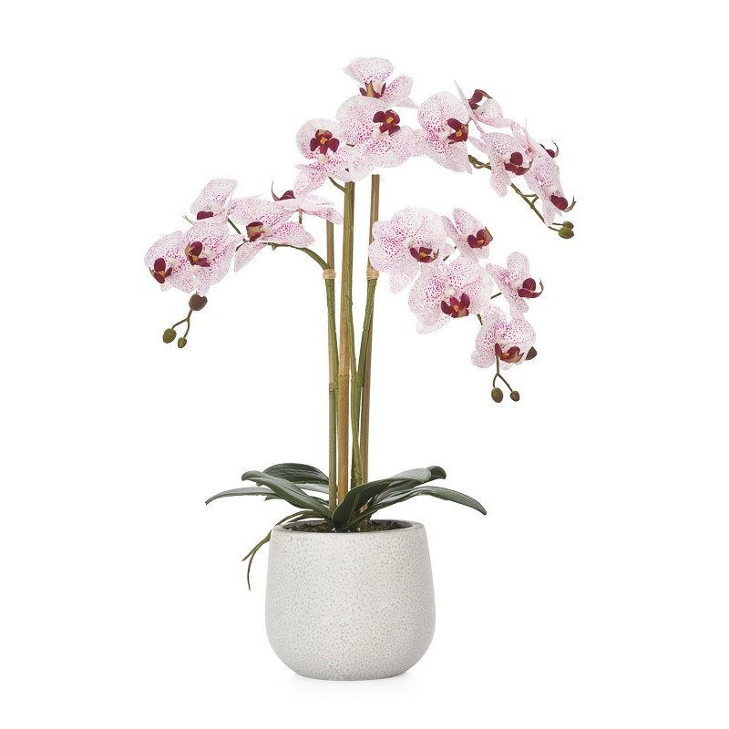 Phalaenopsis Triple Orchid - Pink