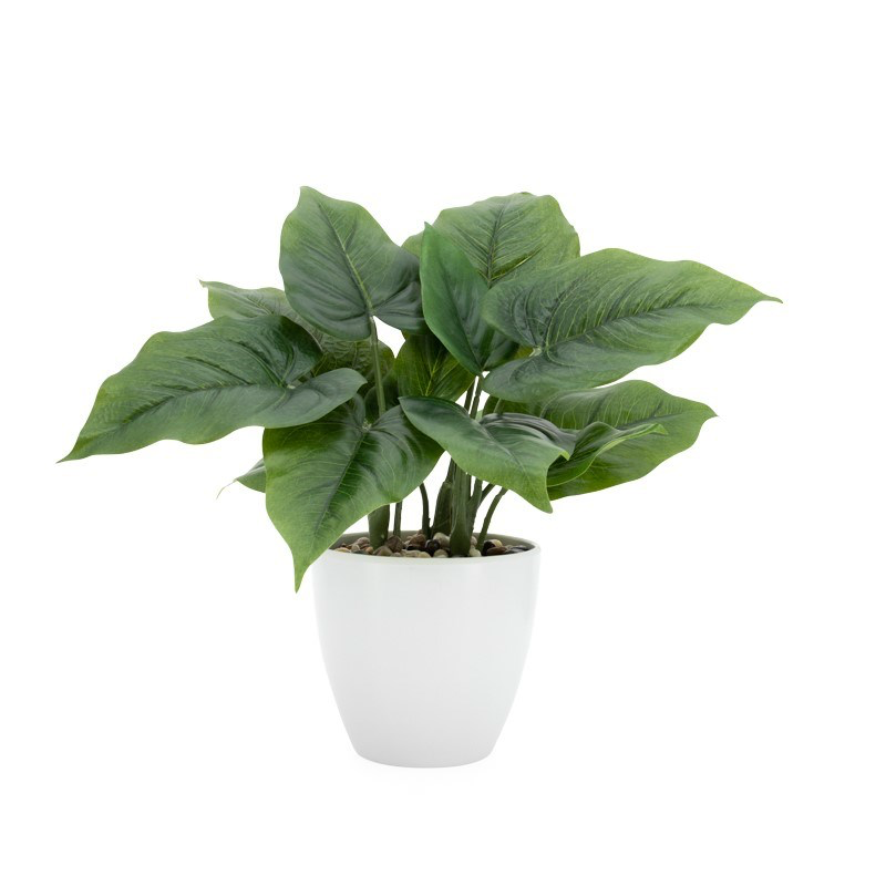 Villa Potted Plant - 12" Calla