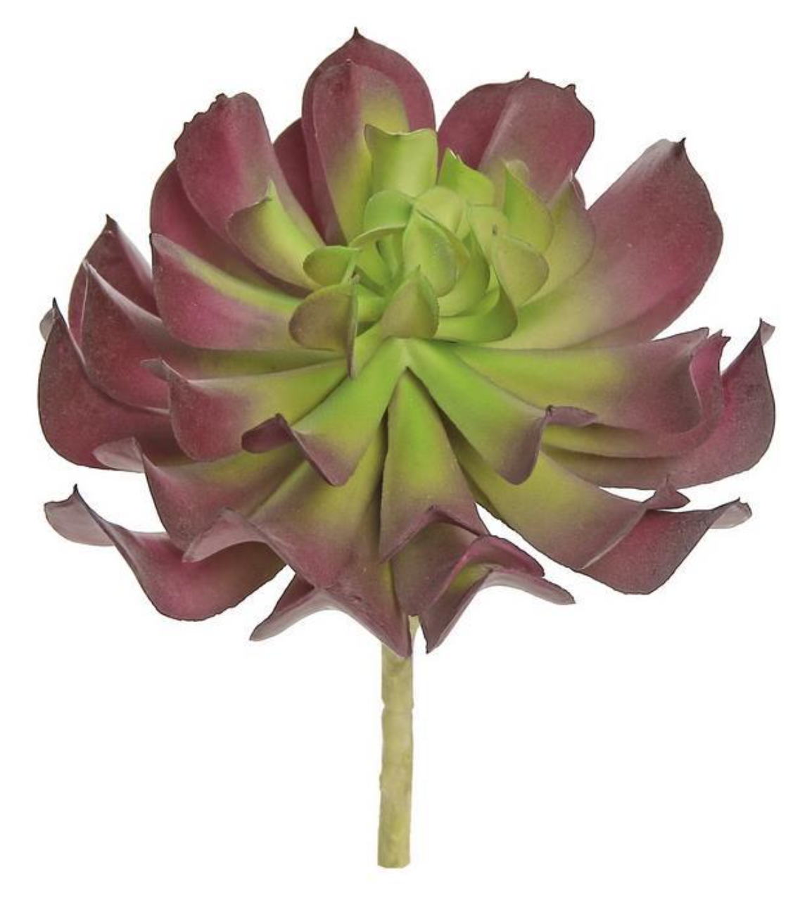 5" Rolled Leaf Succulent