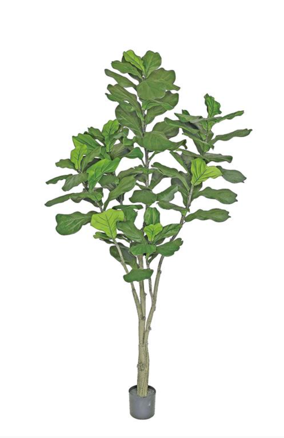 7' Fiddle Leaf Tree
