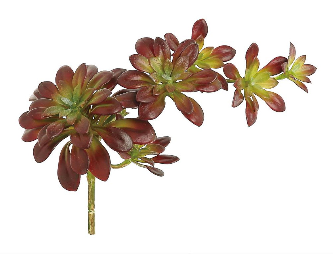 12" Trailing Echeveria - Plum