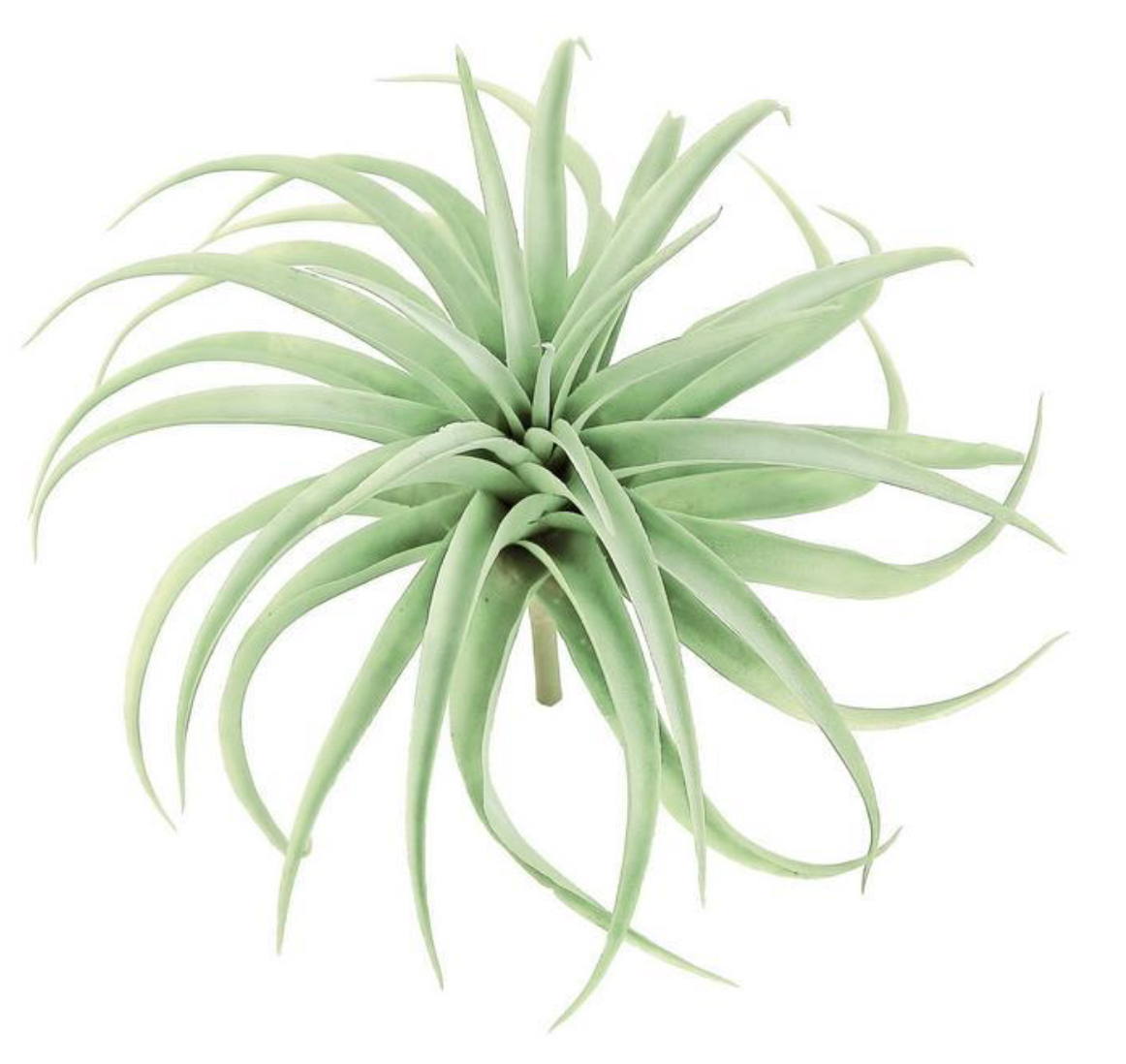 11" Twist Tillandsia - Sage