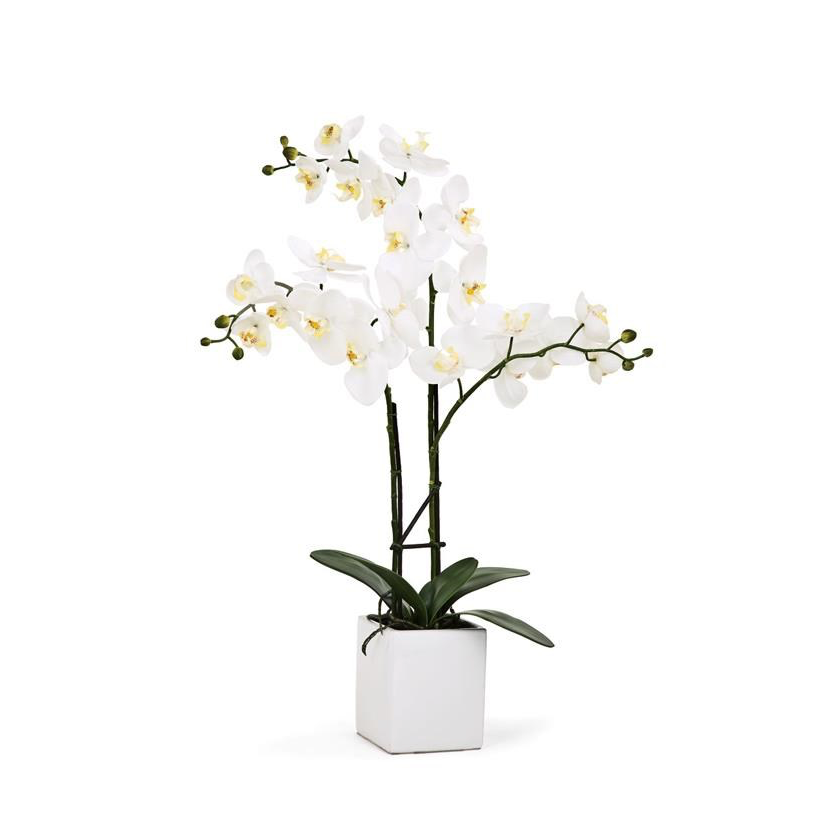 23" Triple Orchid - White