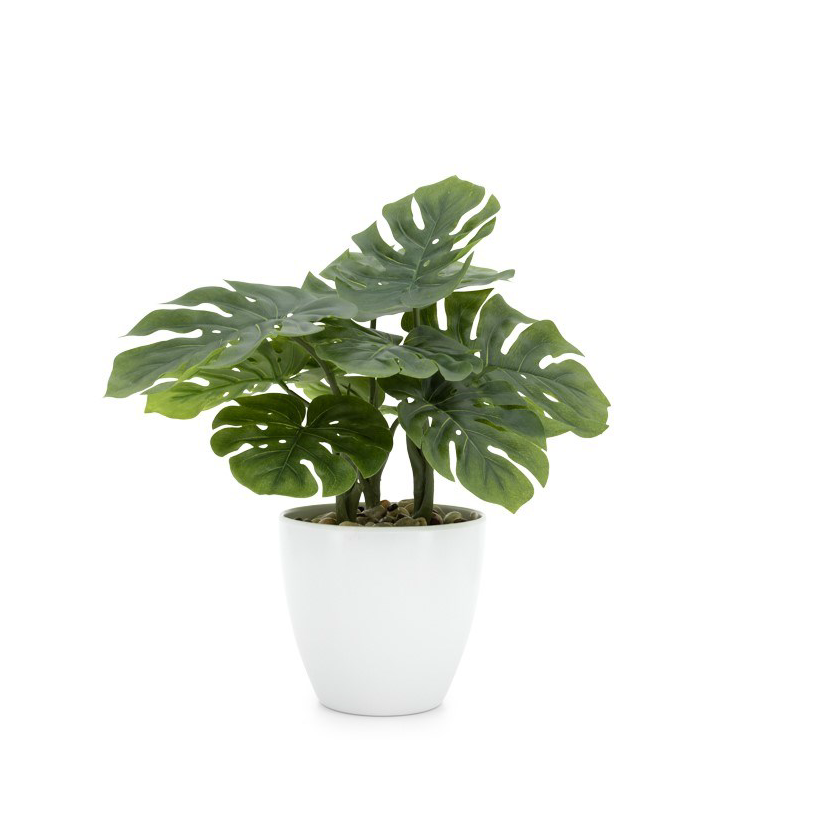 Villa Plant - 12" Monstera