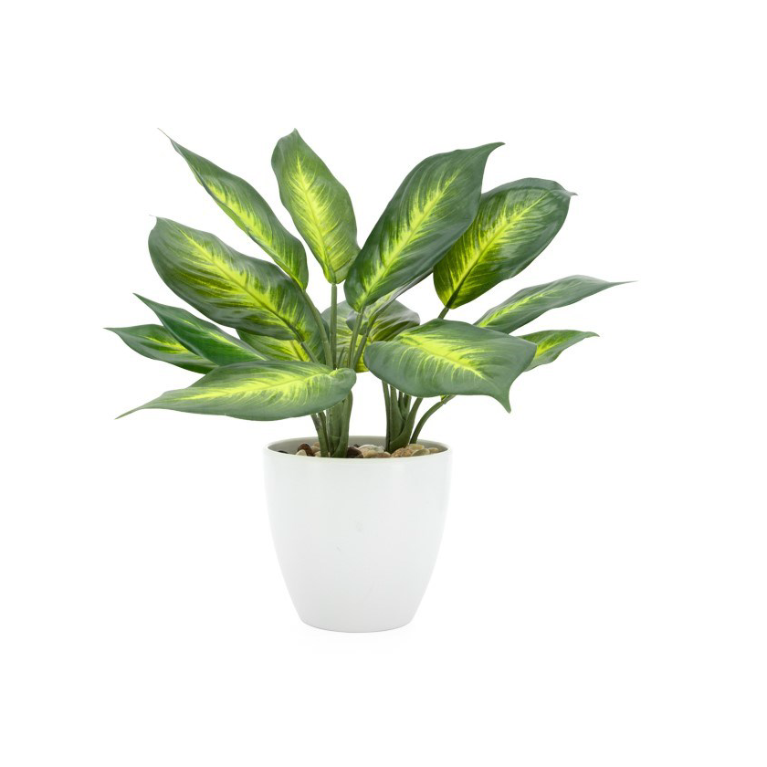 dieffenbachia planter Villa Plant- 13" Dieffenbachia