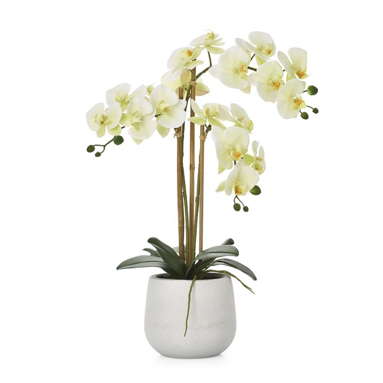 Phalaenopsis Triple Orchid - Yellow
