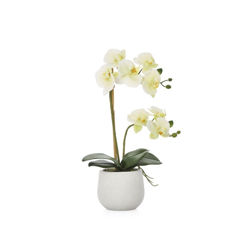 Phalaenopsis Double Orchid - Yellow