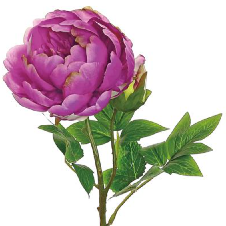 24" Peony w/ Bud - Magenta