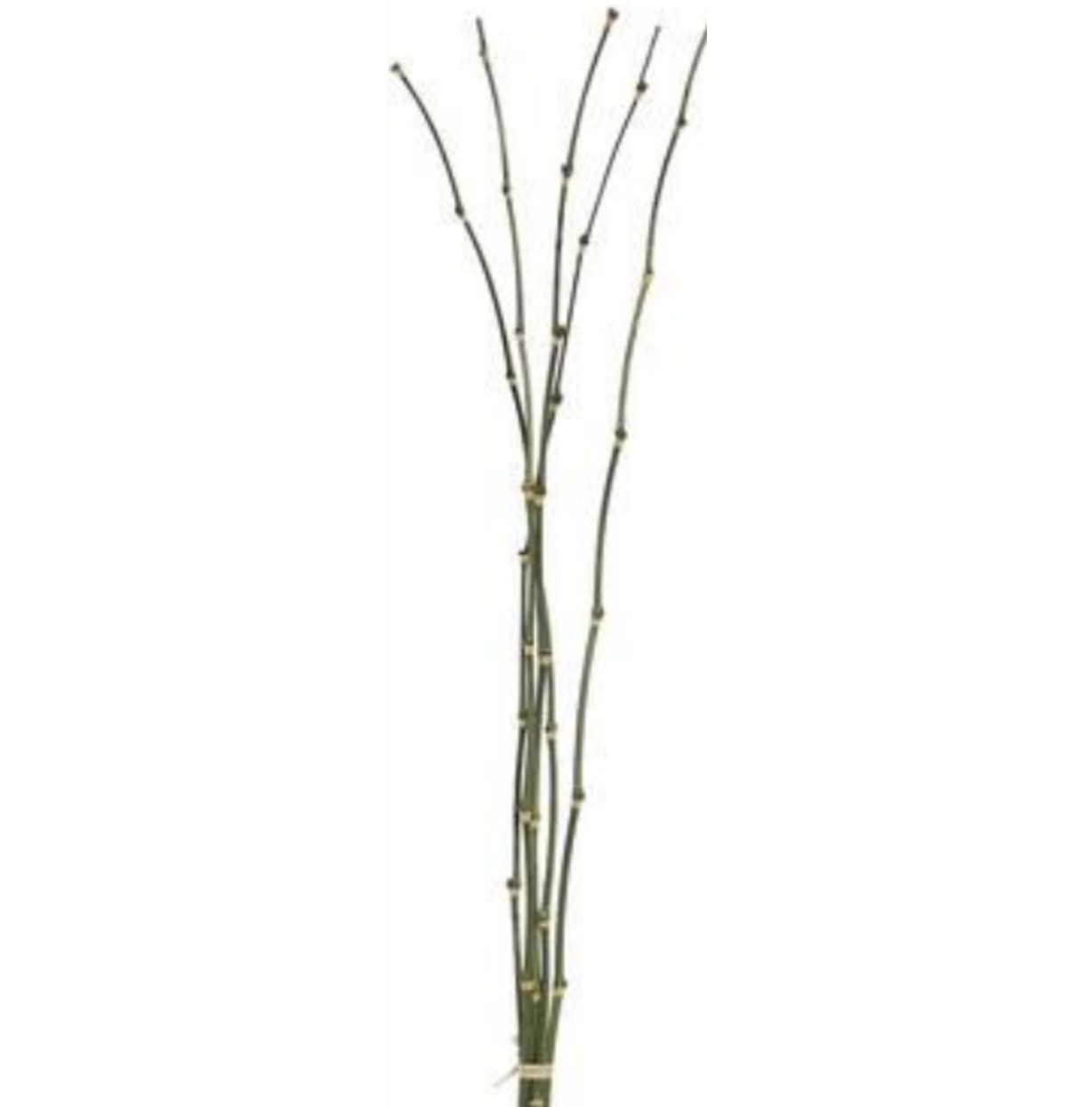 48" Bamboo Bundle x5 - Green