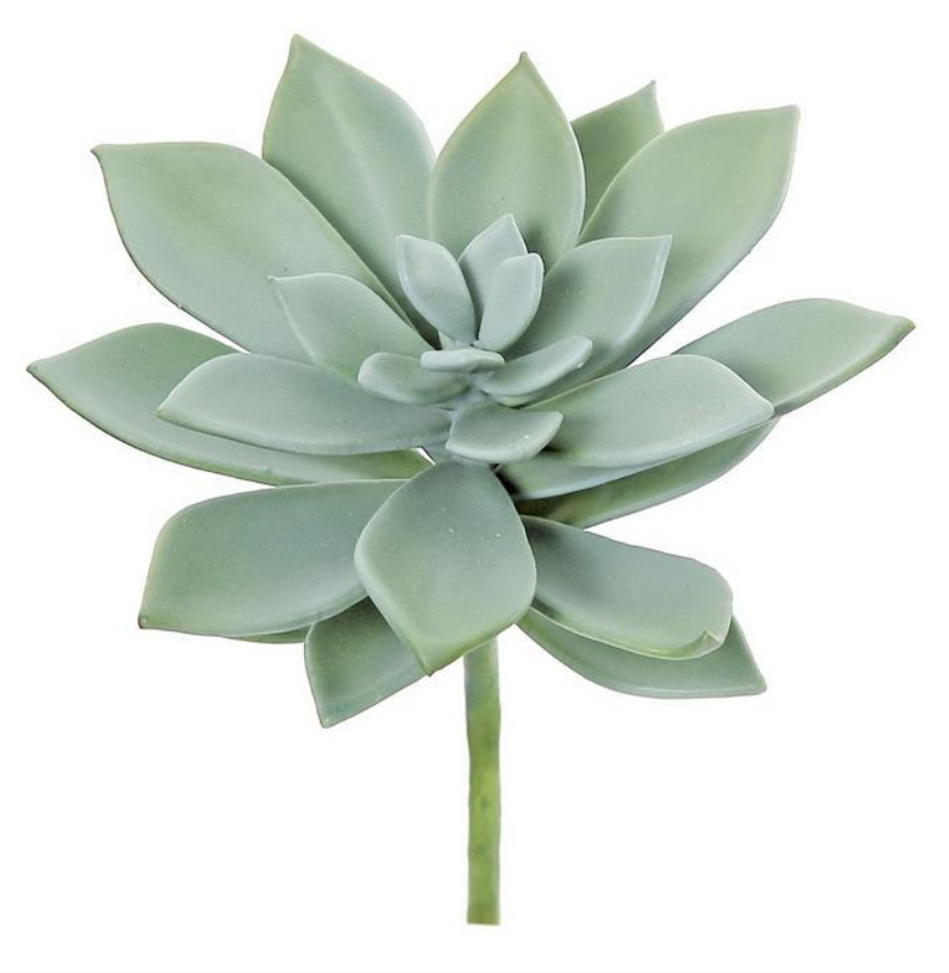 5" Sword Leaf Succulent - Sage