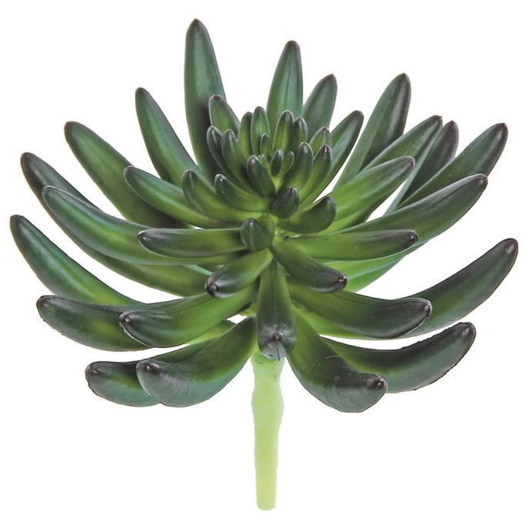 5.5" Finger Succulent - Green