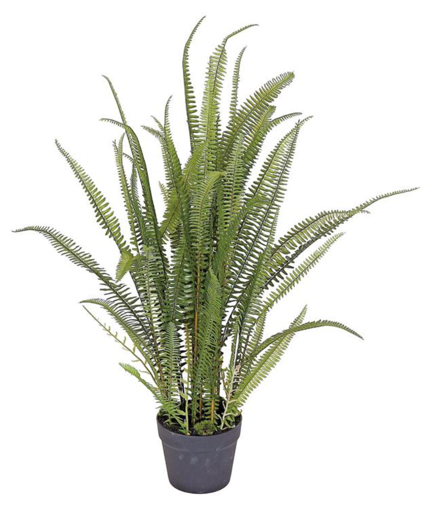 36' Mountain Fern Plant in Pot