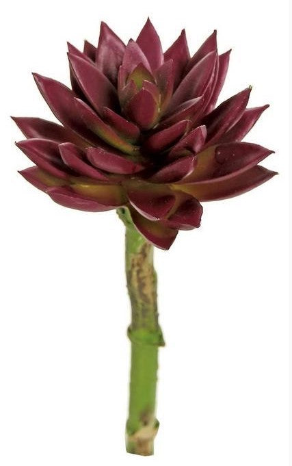 7" Sharp Leaf Succulent - Burg