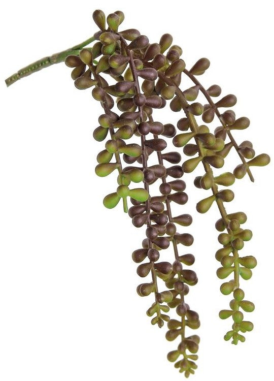 11" Baby Tear Succulent - Purple