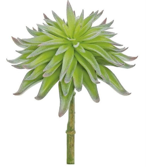 sword plant succulent 7" Sword Succulent