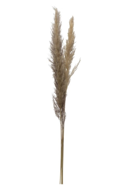 Dried Nat Pampas Grass Bunch