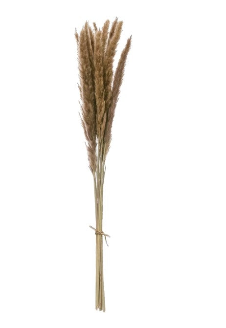 Dried Natural Fountain Grass Bunch