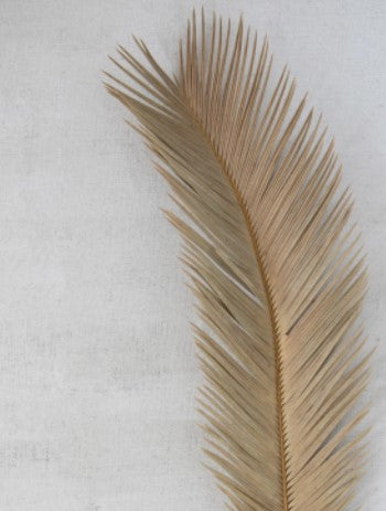 Dried Natural Cut Palm Leaf