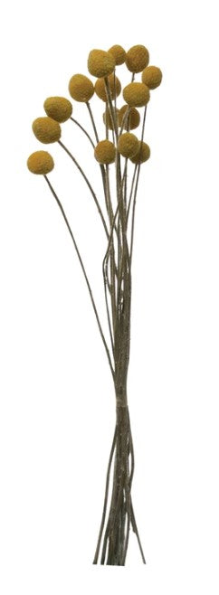 Dried Natural Craspedia Bunch