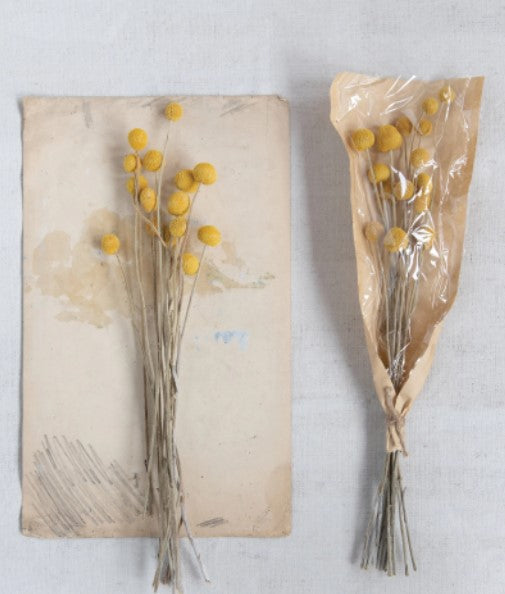 Dried Natural Craspedia Bunch