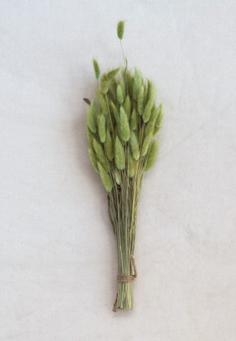 Dried Natural Bunny Tail Bunch