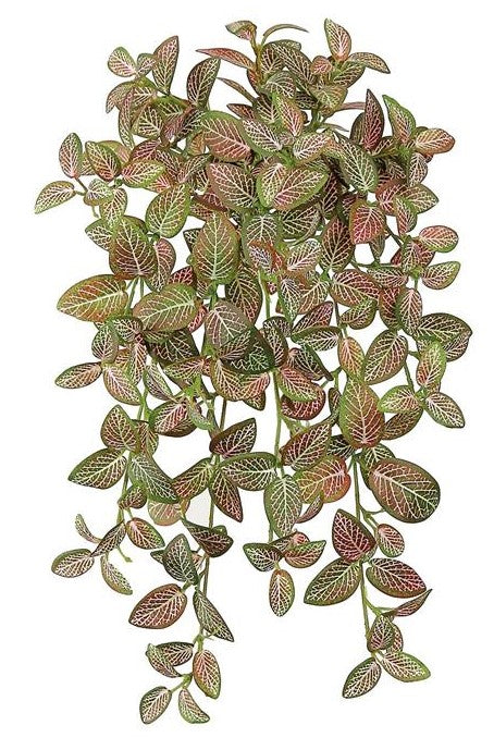 21" Mini Fittonia Bush