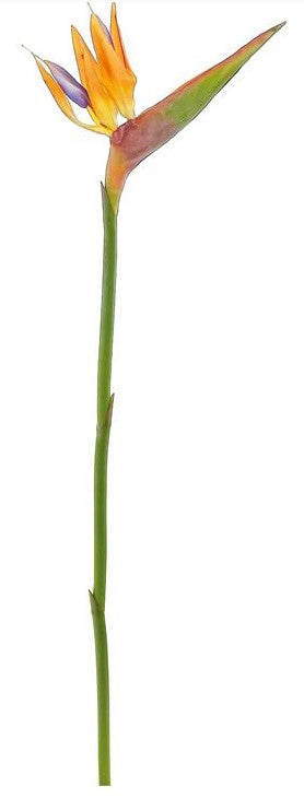 32" Bird Of Paradise - Natural