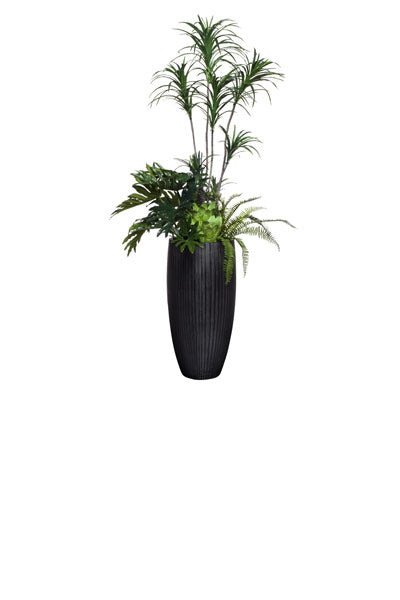 Lg Dracena Combo, Blk Pot