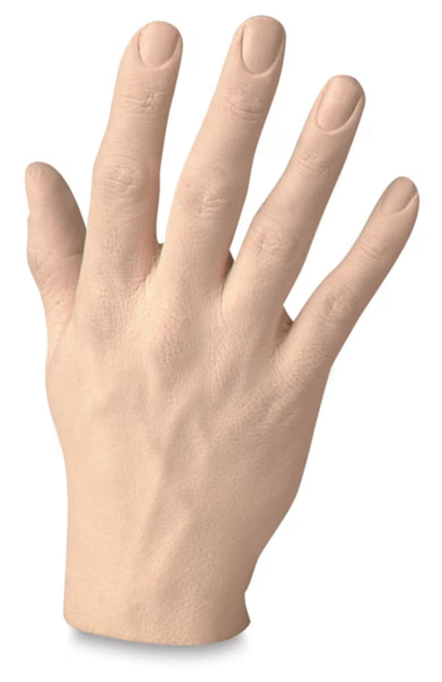 Male Hand Model
