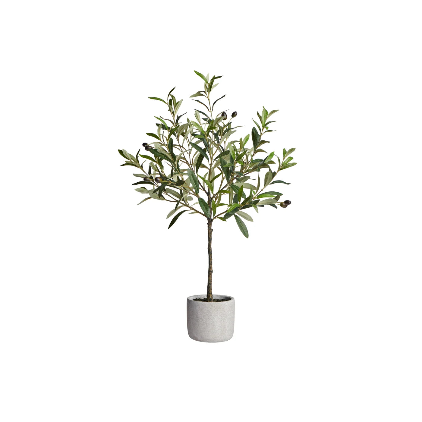 28" Olive Tree Cement/Potted