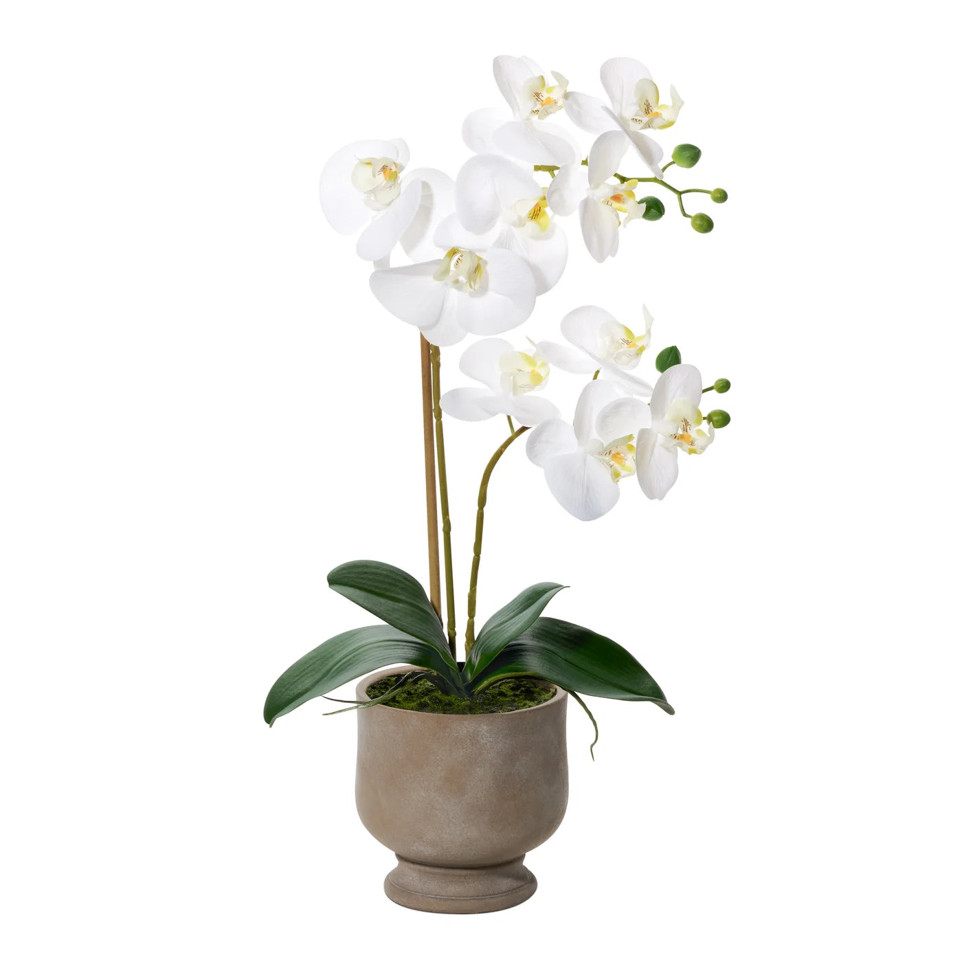 22" Potted Wht Verona Orchid