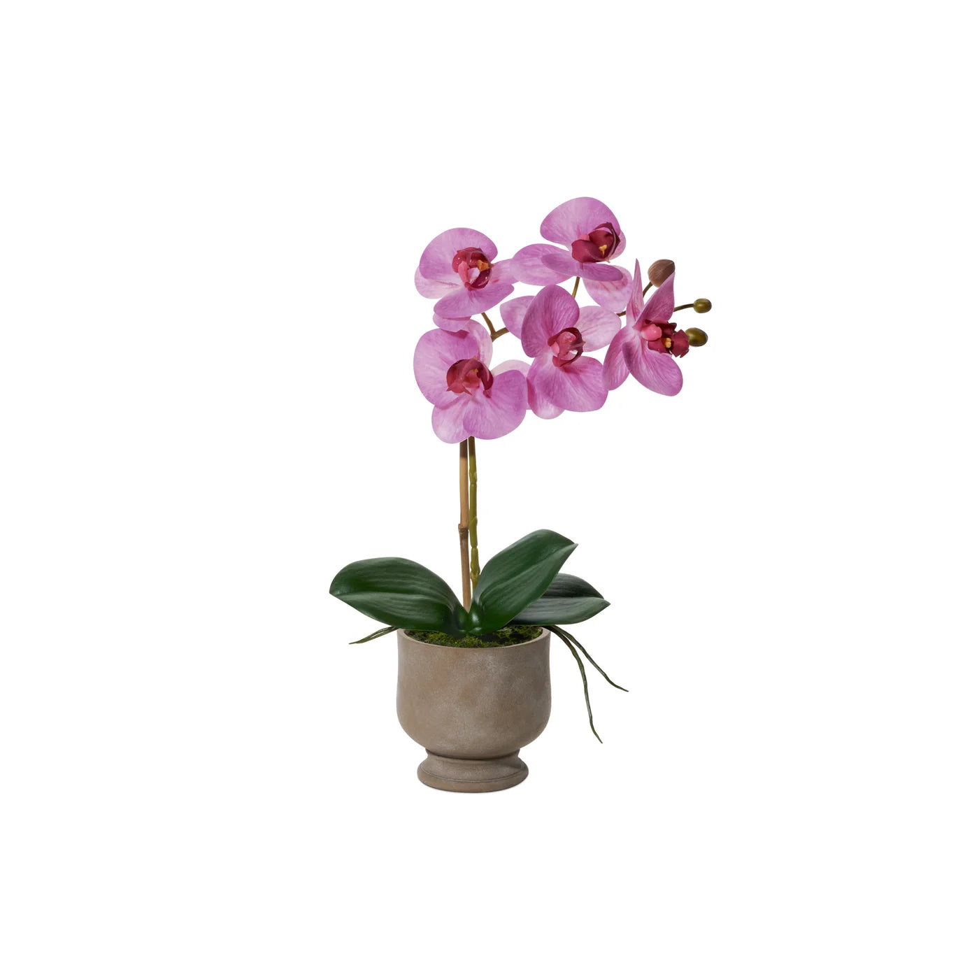 15" Potted Pink Verona Orchid