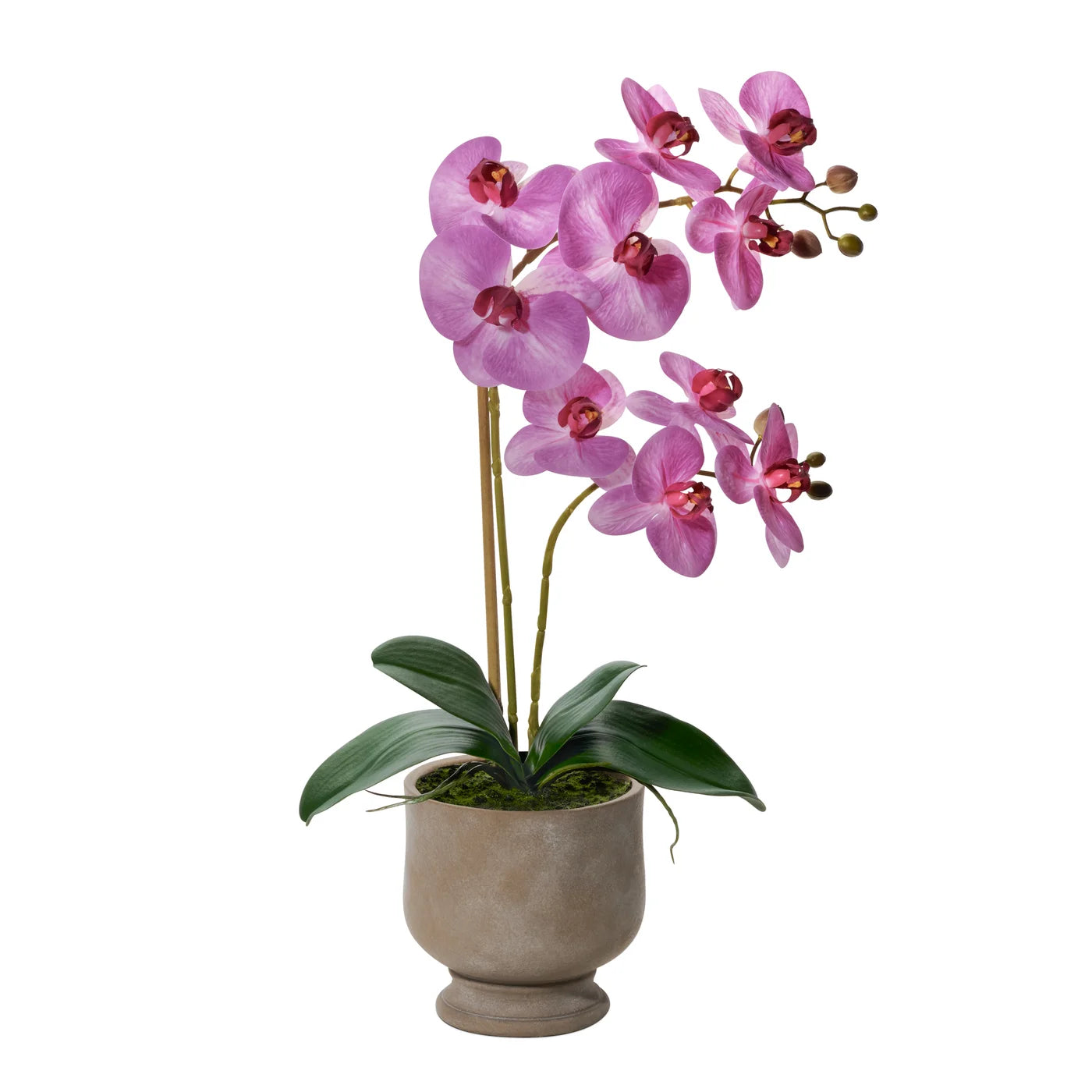 22" Potted Pink Verona Orchid