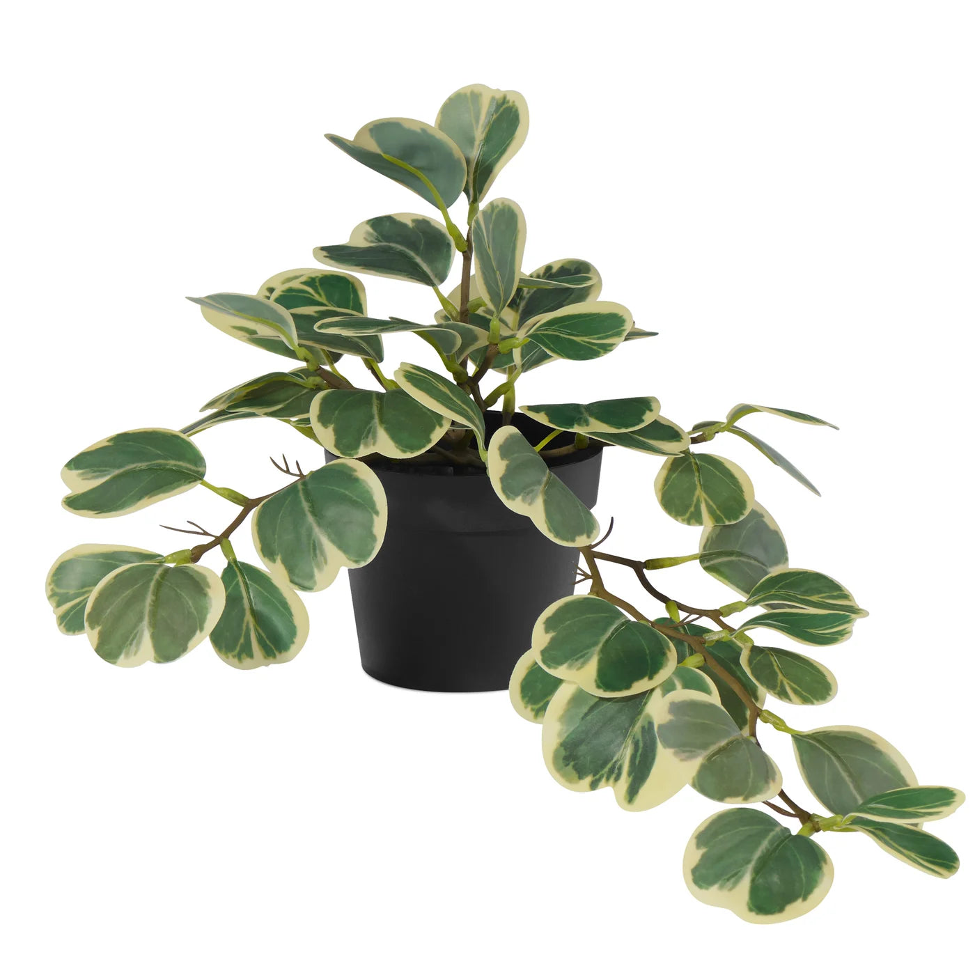 4" Potted Hoya Cordata Plant