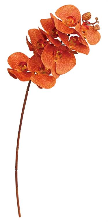 Phalaenopsis Orchid, Orange/9