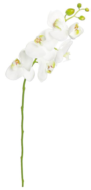 Phalaenopsis Orchid, Crm/6/25"