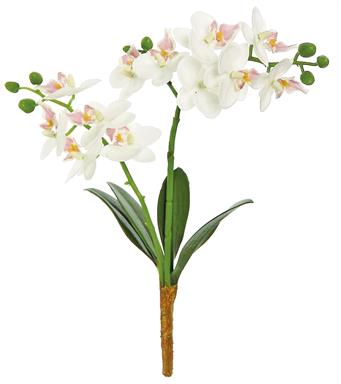 16" Phalaenopsis Orchid -Cream