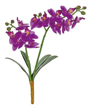 16" Phalaenopsis Orchid - Purp