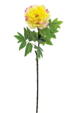 34" Japanese Peony - Yellow/Ce