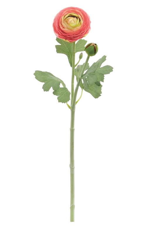 20" Garden Ranunculus