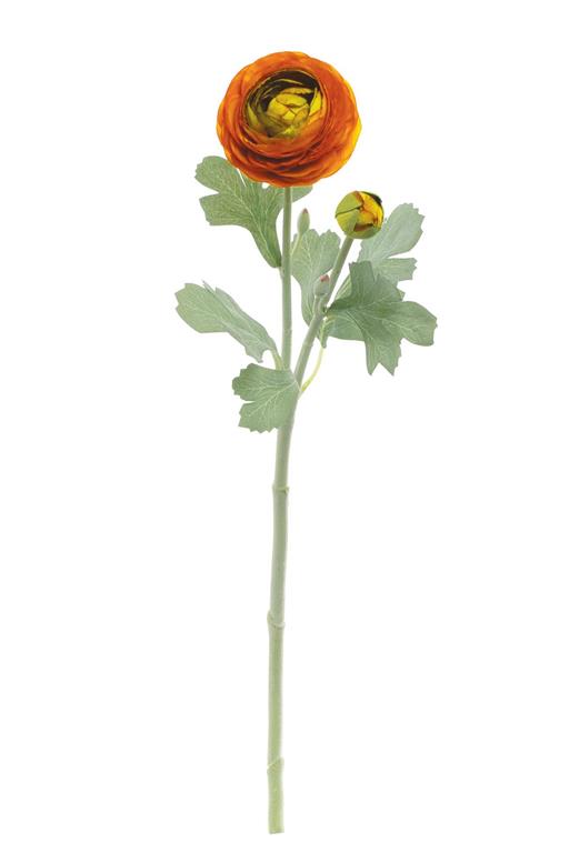 20" Garden Ranunculus