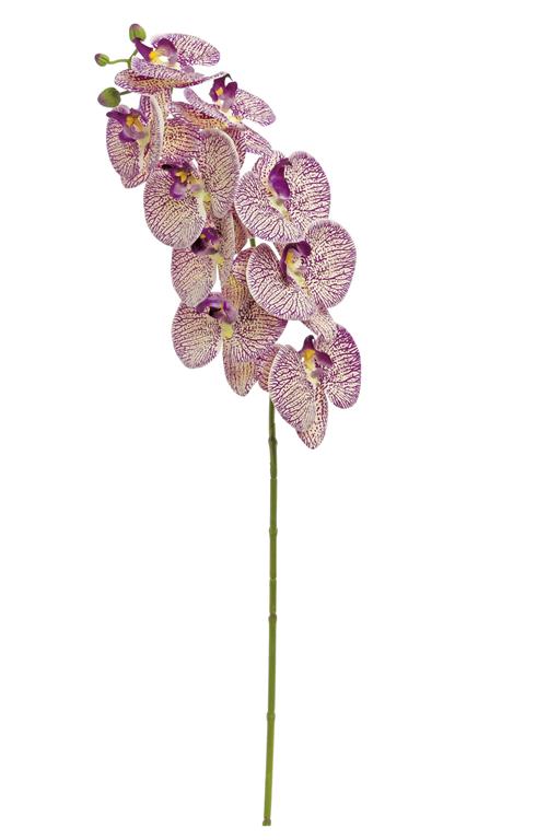 Phalaenopsis Orchid, Cr/3D/31"