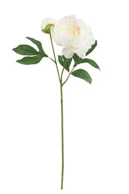 29" Single Peony w Bud, Cream